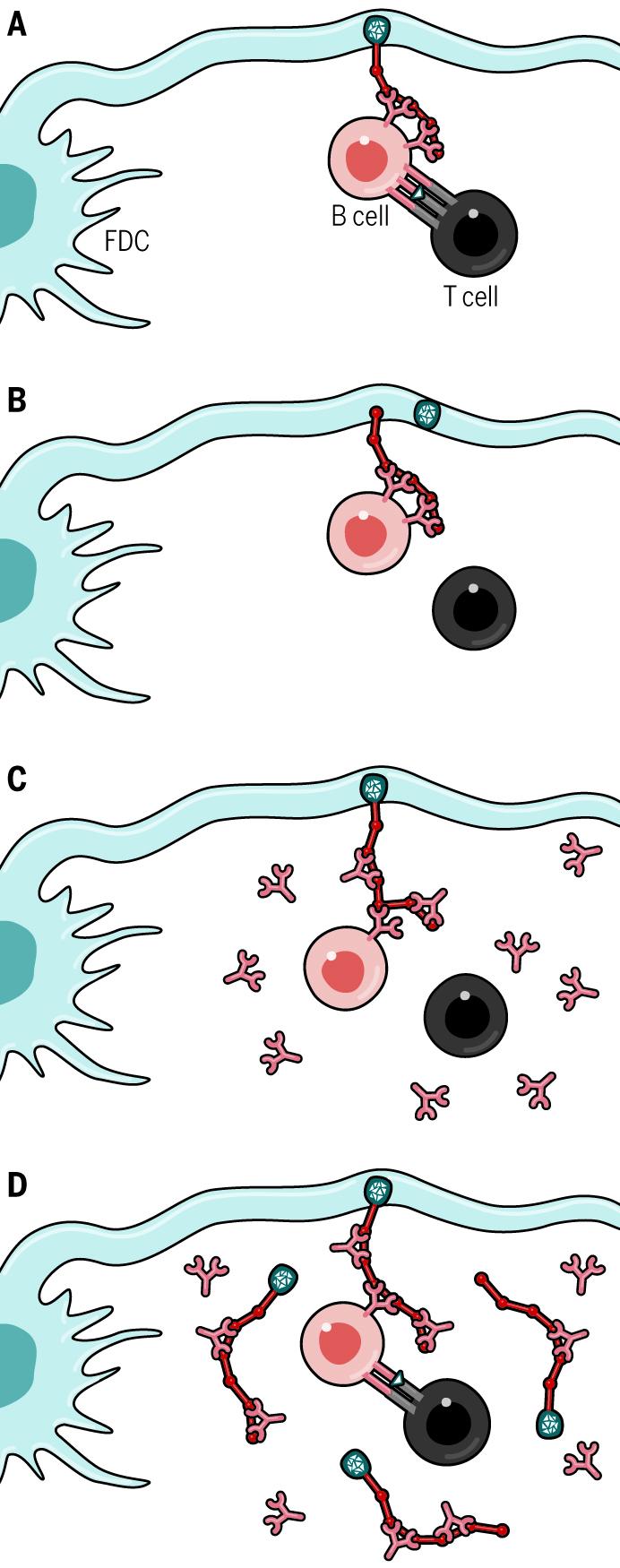 Unlocking the Full Potential of Conjugate Vaccines (1 of 1)