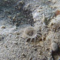 The New Solitary Zoantharian Species <i>Sphenopus exilis</i> in its Natural Habitat