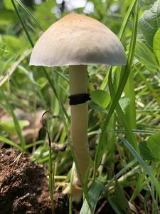 Naturalized magic mushroom