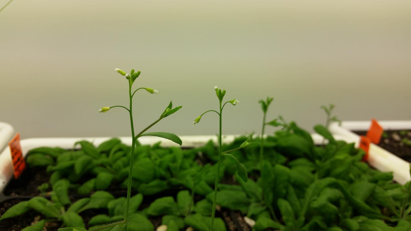 Growing <i>Arabidopsis</i>