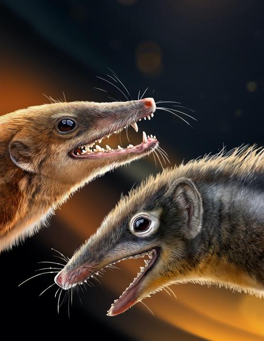 Ecological reconstruction of Feredocodon chowi (Right) and Dianoconodon youngi (Left)