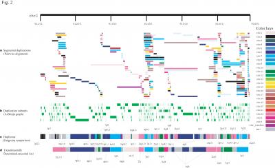 Ancestral Duplications