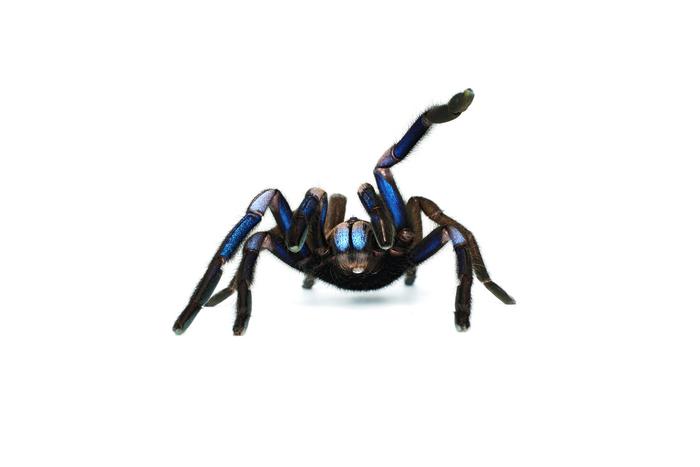 Chilobrachys natanicharum