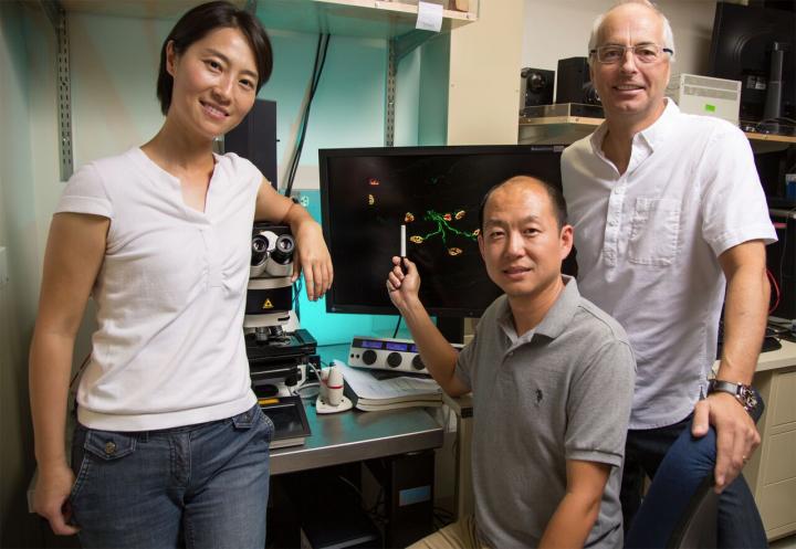 Salk and Scripps Research Institute Scientists Find Mutant Protein as Culprit in CMT Diseases