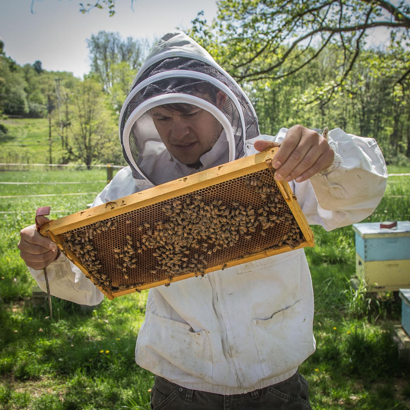 Beekeeper