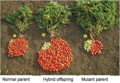 Mutation in 1 Copy of the SFT Gene Drives Hybrid Vigor in Tomatoes