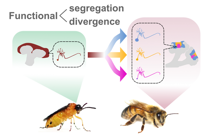 Proposed model for the evolution of Kenyon cell subtypes.