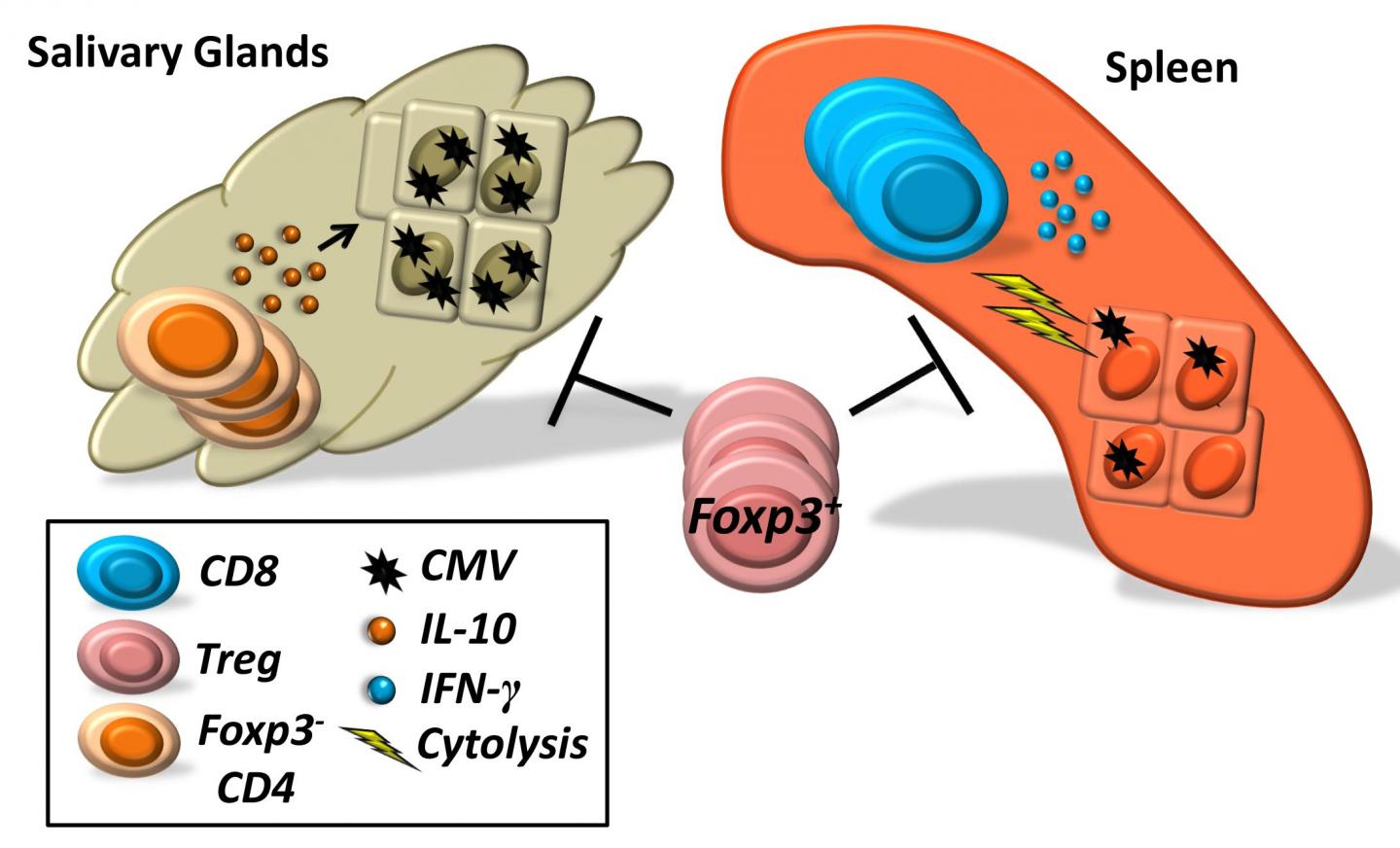 Immune Cells Promote or Prevent Cytomegalovirus Activity in Mice Depending on Location in the Body