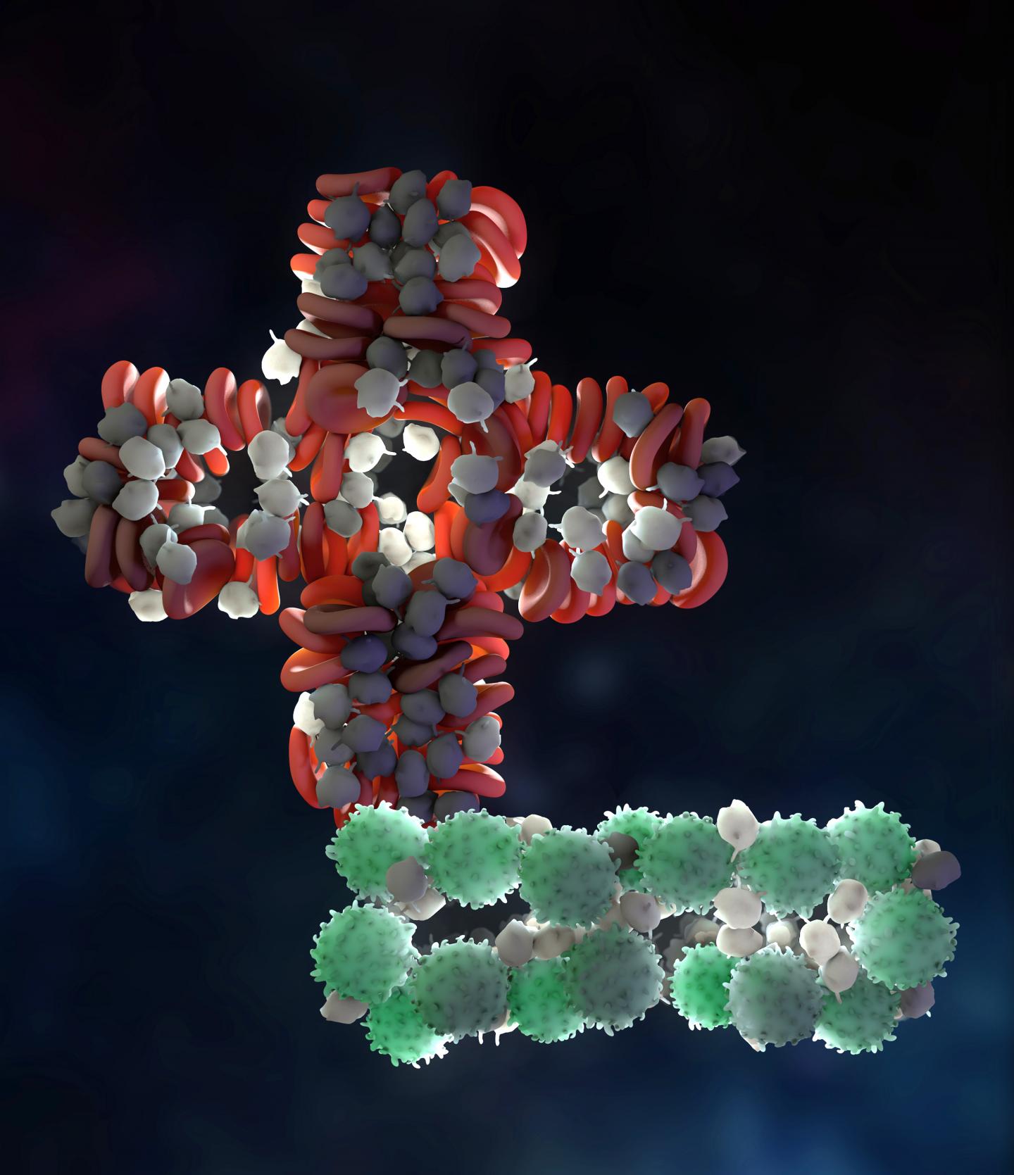 Stylized Illustration of a Platelet and a T Cell