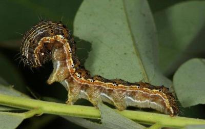 Caterpillar of the Cotton Bollworm
