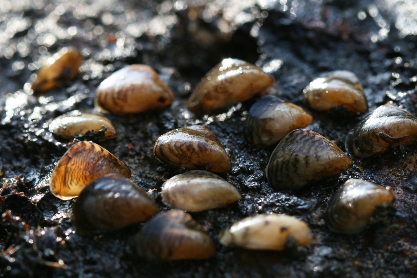 Quagga Mussels