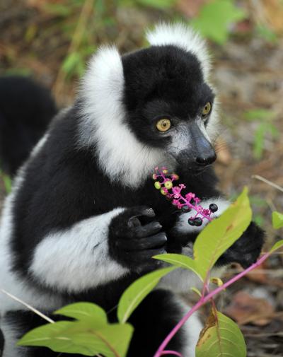 Ruffed Lemur