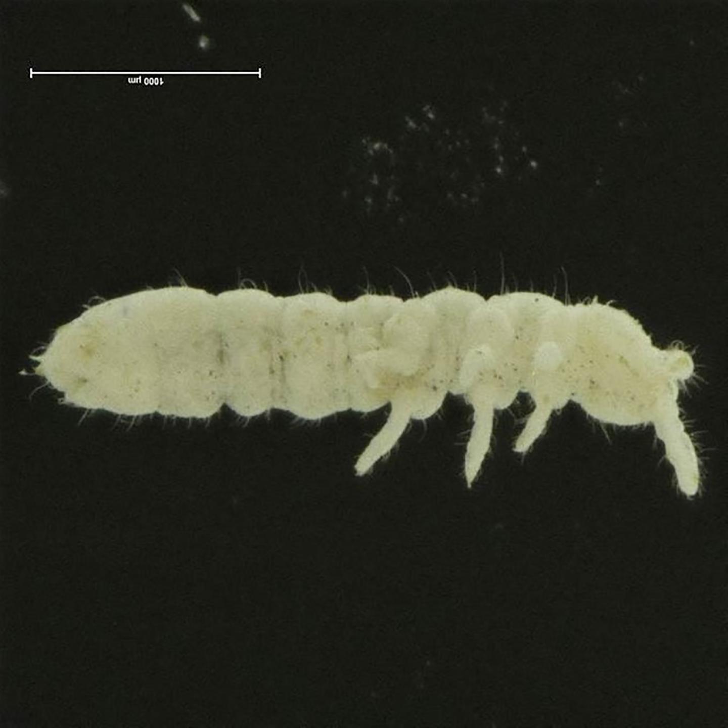 Tullbergia mediantarctica