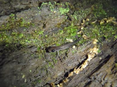 Salamanders Shrinking as Habitat Gets Warmer, Drier