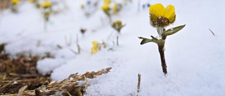 Image of Buttercup flower with snow