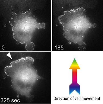 FBP17-Actin Complexes