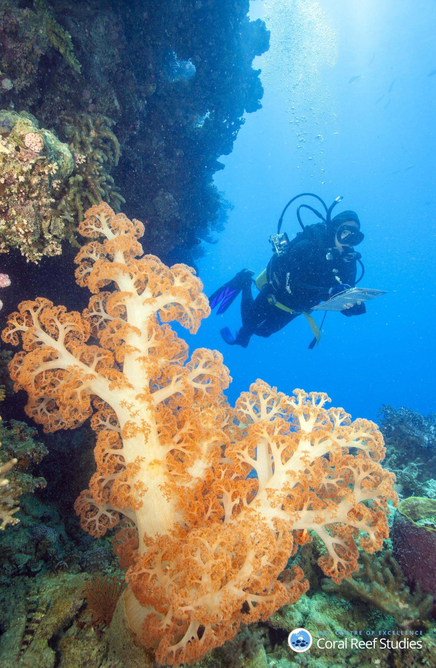 GBR Island Coral Decline