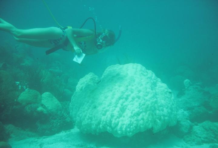 Bleached Coral in Looe Key in 1987