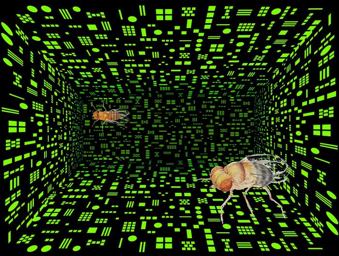 Artistic representation of numerical discrimination in Drosophilia.
