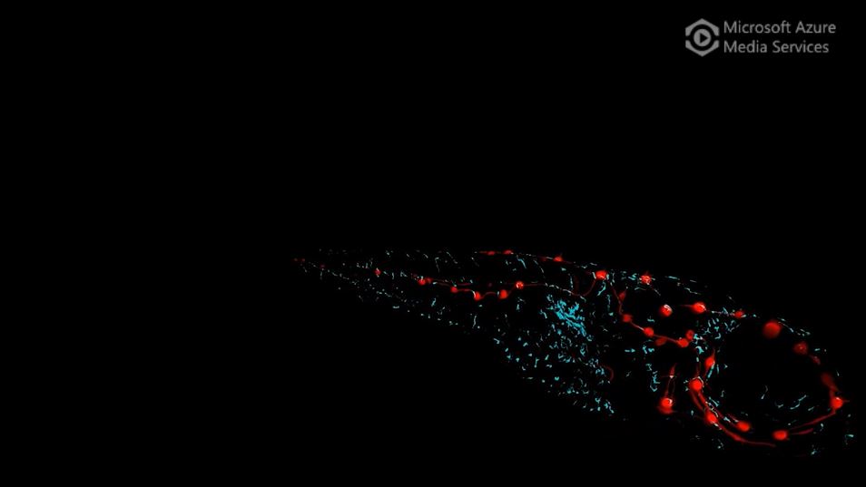 Regeneration and the Immune System in Zebrafish