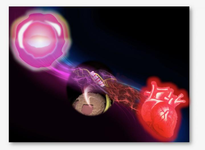 Synthetic DNA-Binding Inhibitor