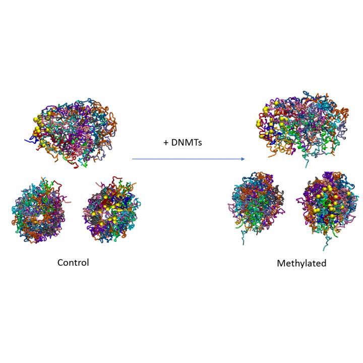 DNA Methylation Has An Intrinsic Effect on 3D Genome Structure