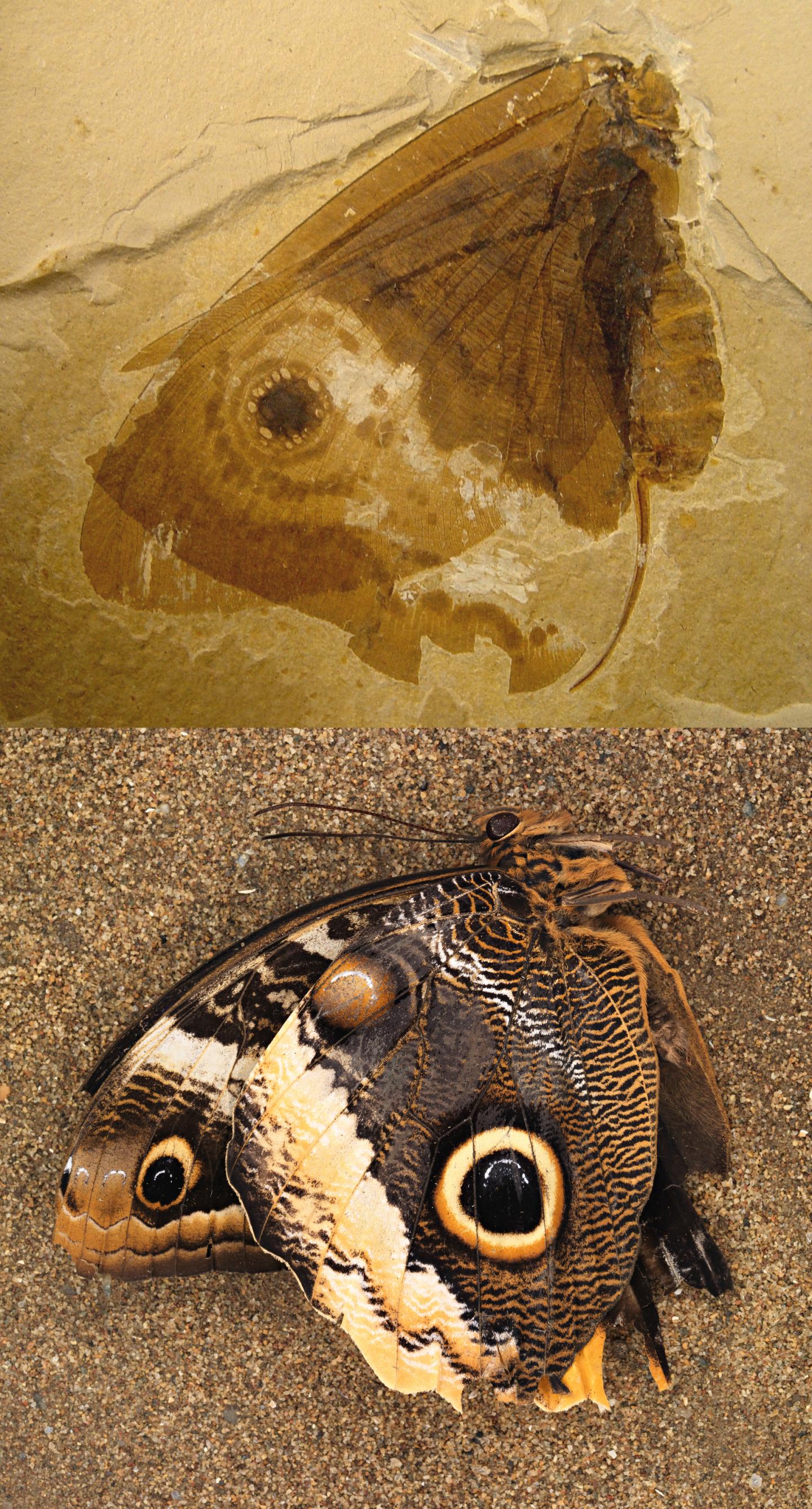 Fossilized Kalligrammatid Lacewing Compared to a Modern Owl Butterfly