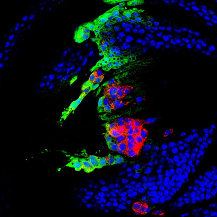 Drosophila Wing Model