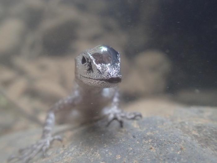 Water anole