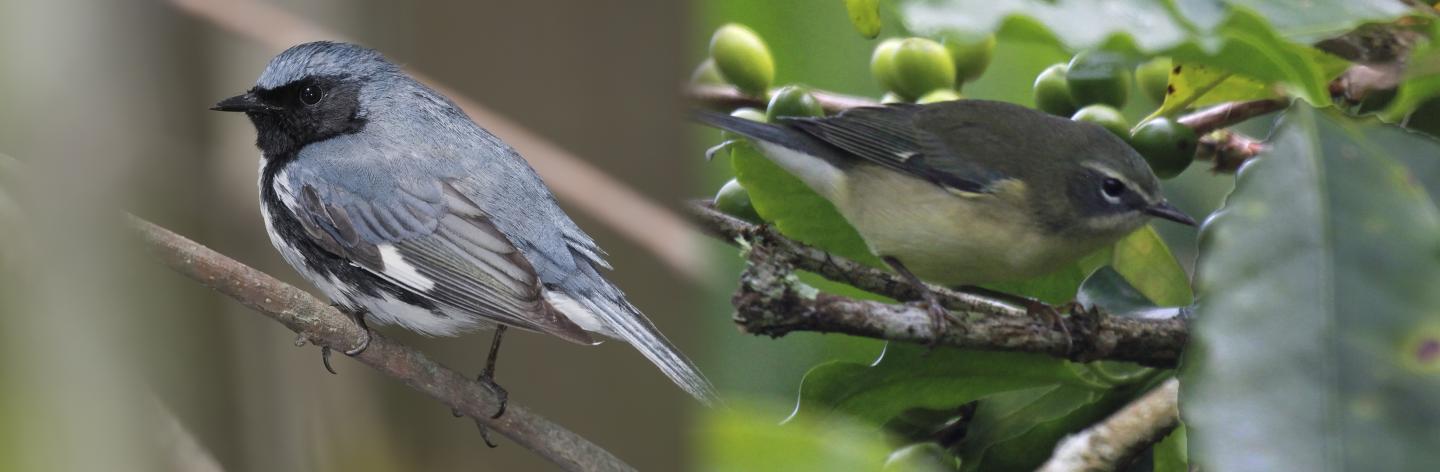 Black-Throated Blue Warblers