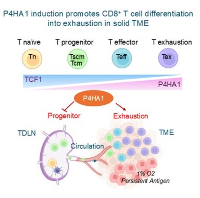 P4HA1 induction