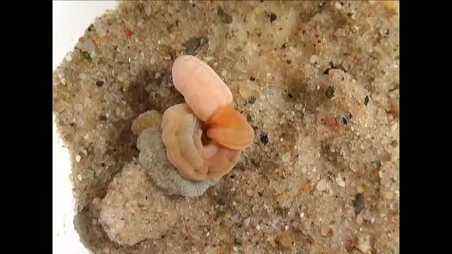 <i>Saccoglossus kowalevskii</i> Adult Digging and Feeding