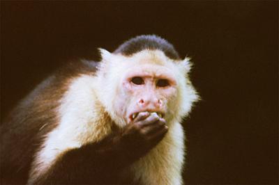<I>Cebus capuchinus</I>