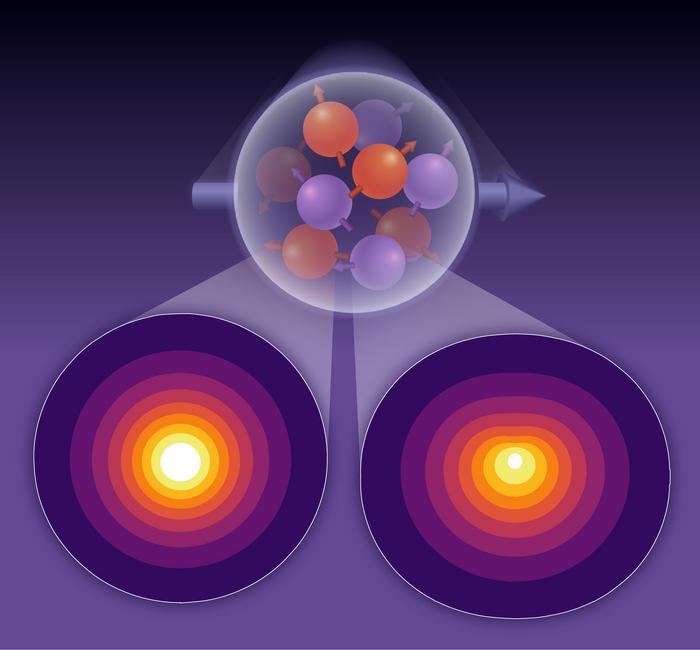 spatial distributions of the momentum of up and down quarks within a proton