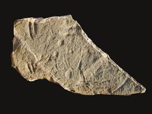 Rock slab with the earliest evidence for deep-sea vertebrates.