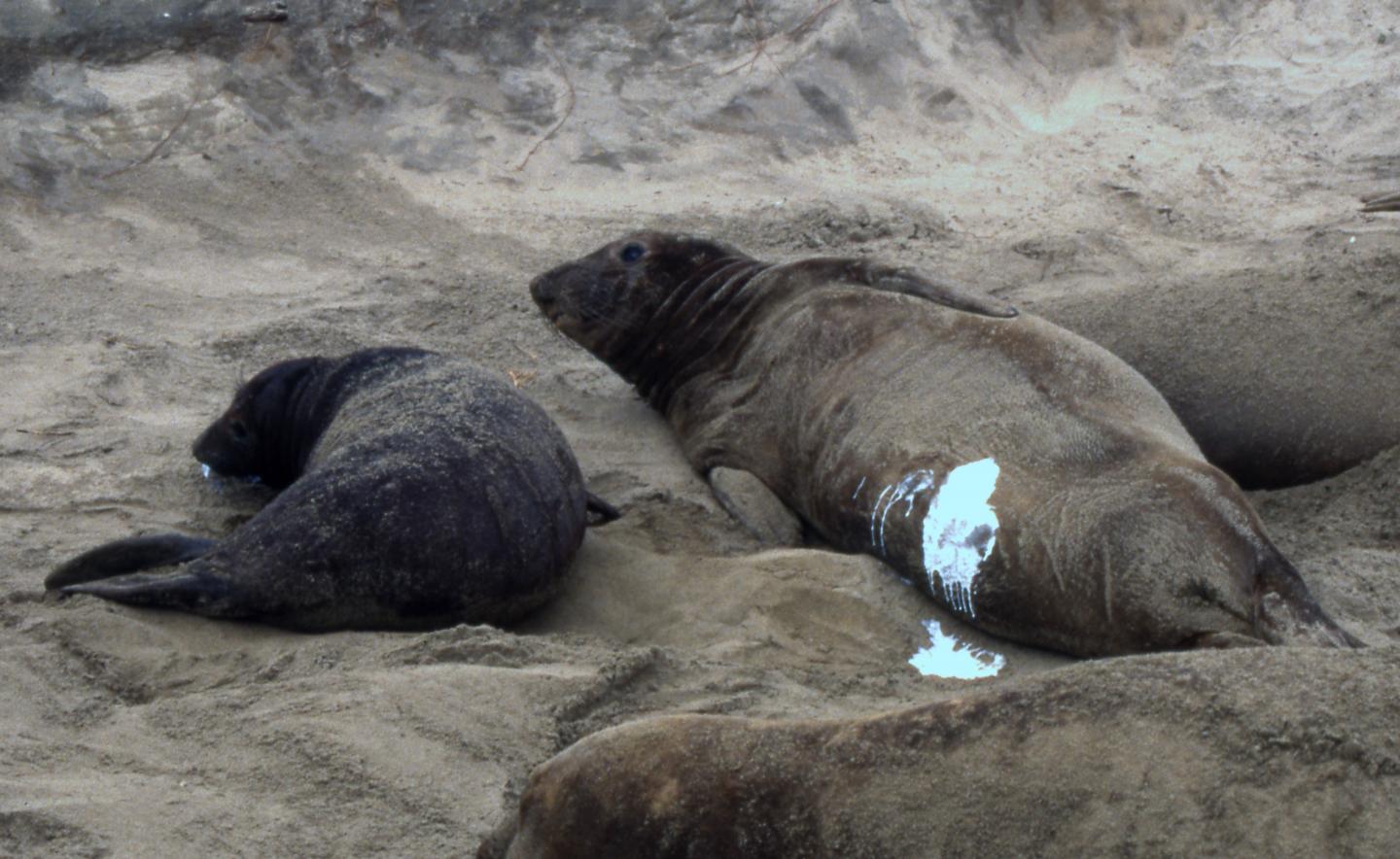 Female Elephant Seal with Pup