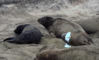 Female Elephant Seal with Pup