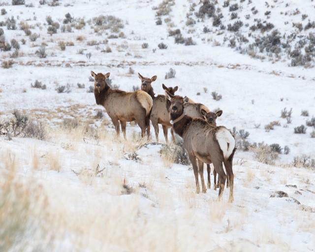 Yellowstone Elk