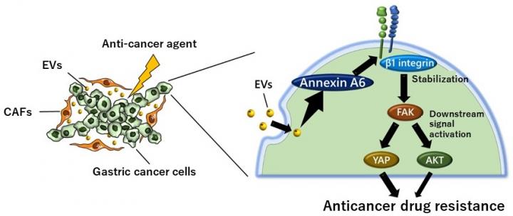 Anticancer Drug Resistance Mechanism