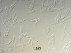 Single-cell parasites