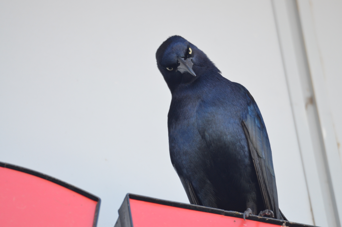 Great-tailed grackle