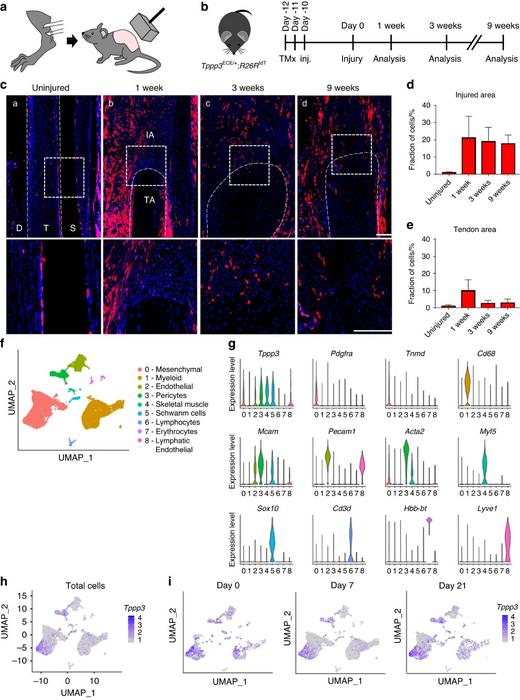 After an Achilles tendon injury, Tppp3+ tendon sheath progenitors undergo an expansion specifically at the site where heterotopic ossification (HO) is induced.