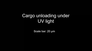 Cargo unloading from the group of transporters under UV irradiation