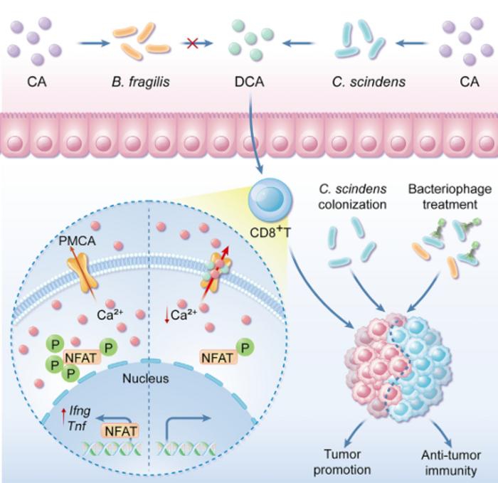 USTC Reveals Interaction Mechanism Between Intestinal Microbial Environment and Tumor Immune Microenvironment