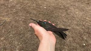 Giant Hummingbird video