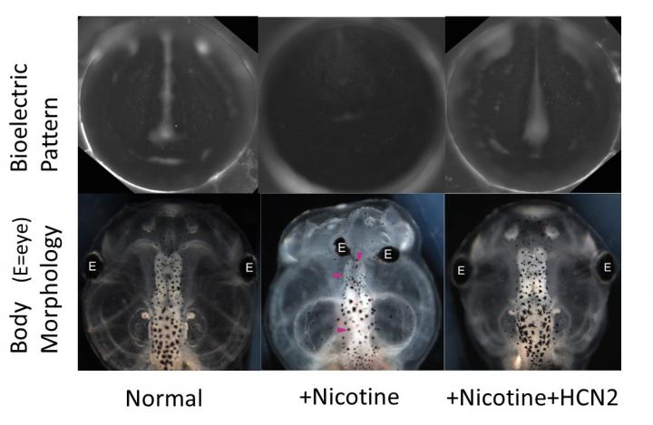 Brain Pattern Rescue By HCN2 in Presence of Teratogen