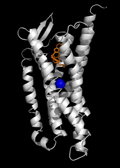 Delta Opioid Receptor