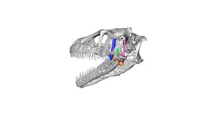 Theropod skull - vertical