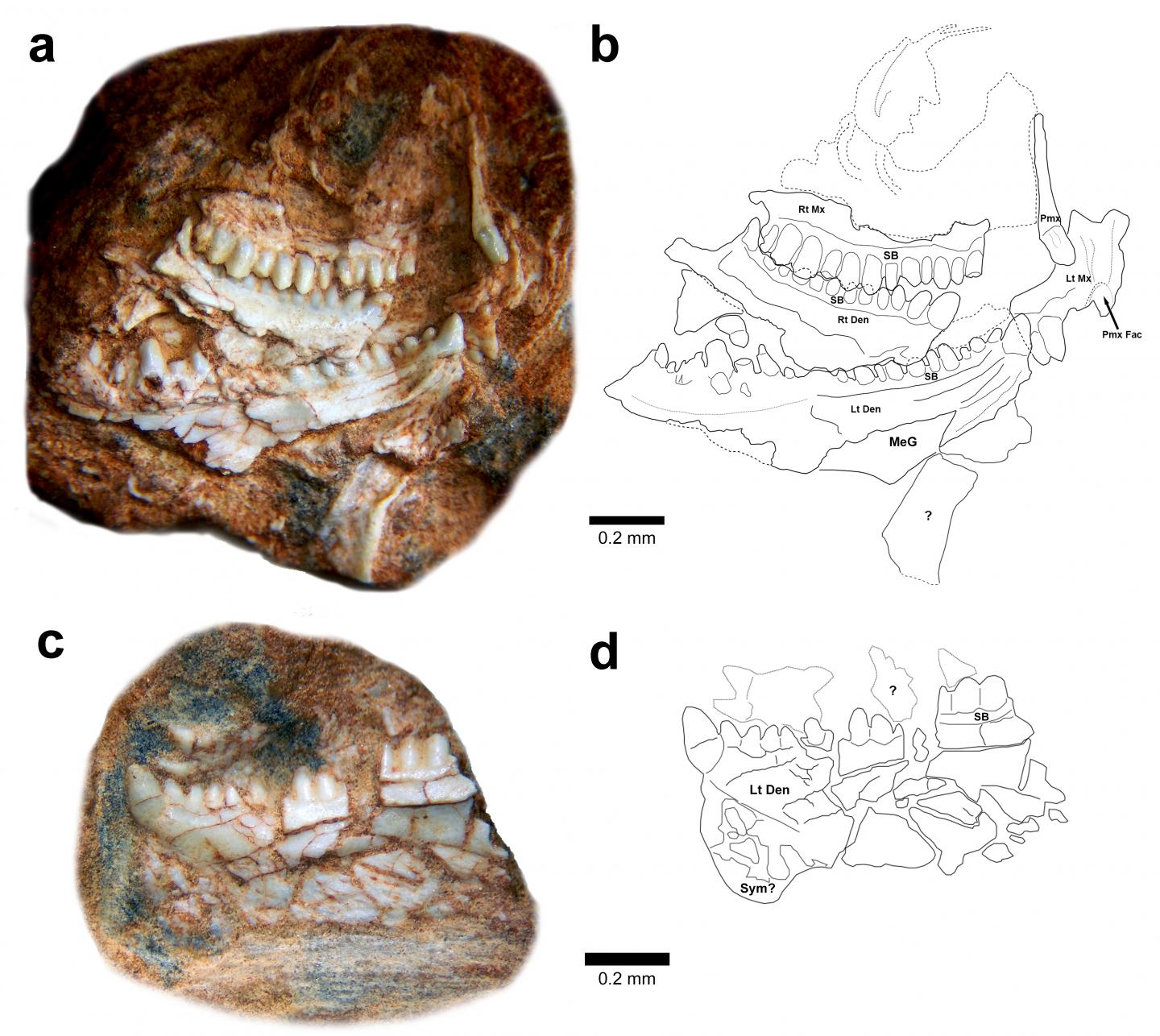 Specimens of Clevosaurus hadroprodon