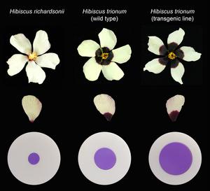 Artificial flower discs were designed to mimic the bullseye sizes of the three hibiscus flowers to test if bumble bees can distinguish between bullseye sizes.